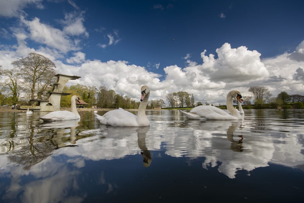 Swans at Coate Water Country Park in Swindon Swans gliding across the lake at Coate Water Country Park in Swindon, a peaceful natural spot near local housing developments